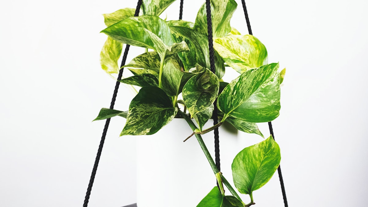 2026世界杯决赛球场鸟瞰全景动态效果图